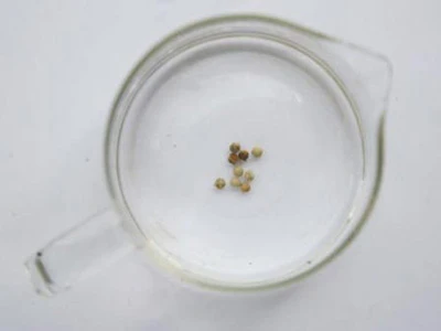 Phát hoảng với hạt tiêu làm từ... bùn ảnh 2