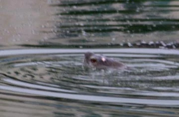 Háo hức xem cụ rùa Hồ Gươm nổi đầu năm ảnh 3