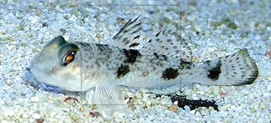 Cá bống cũng có thể gây tử vong như cá nóc ảnh 1