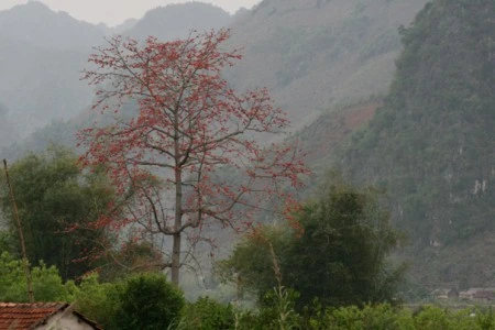 Tháng Ba, hoa gạo khoe sắc ảnh 3