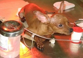 Tử vong do bệnh dại, sực nhớ... rọ mõm chó ảnh 1