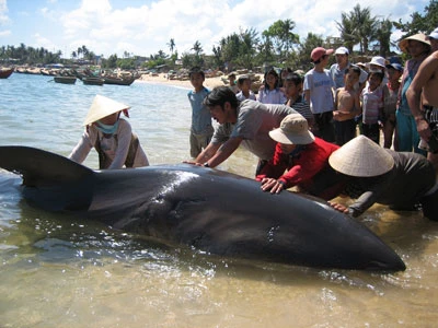 Phú Yên: Bắt được cá mập dài 5m ảnh 5