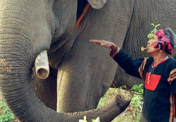 Nghĩa địa voi ở hồ Lắk? ảnh 1 Nghĩa địa voi ở hồ Lắk? ảnh 1