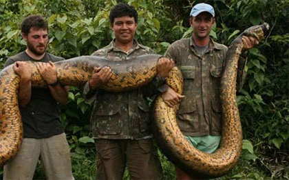 Xem các nhà nghiên cứu "vật nhau" với trăn khổng lồ ảnh 2
