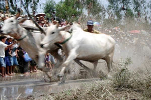 Bò đua lao nhanh như chớp