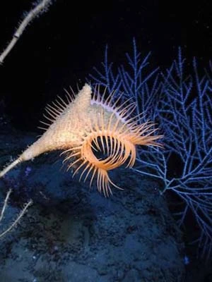 “Thống kê sự sống đại dương” ảnh 13 “Thống kê sự sống đại dương” ảnh 13