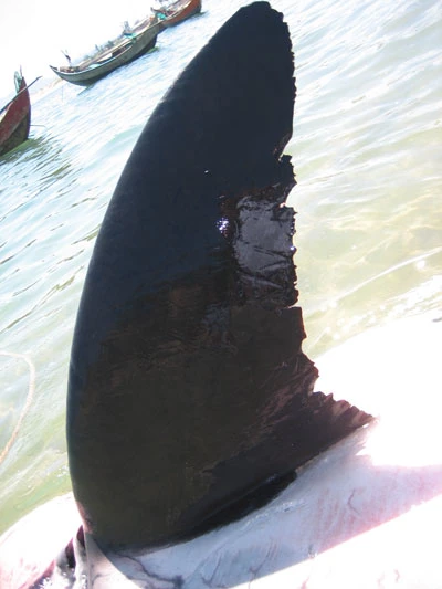 Phú Yên: Bắt được cá mập dài 5m ảnh 9