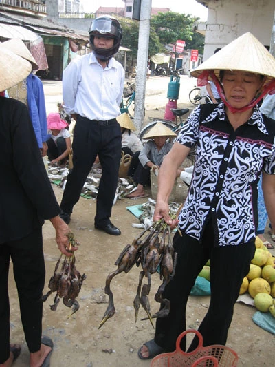 Tận diệt chim trời! ảnh 3