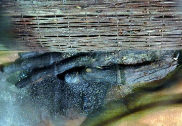 Xác chết 44 năm không hủy dưới góc nhìn y học ảnh 1