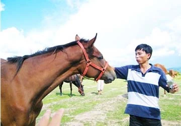 Ngựa triệu đô trên M’Đrăk ảnh 1