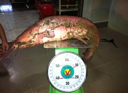 Câu được cá trê hồng khổng lồ dài hơn 1m ảnh 3