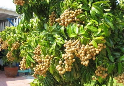 Nhãn, vải Việt Nam sắp vào thị trường Mỹ ảnh 1