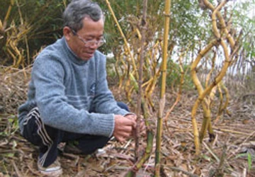 Uốn tre thành... rồng ảnh 1