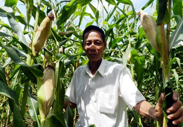 Nông dân khổ vì bắp không ra trái ảnh 1