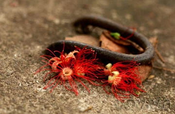 Lộc vừng già hồ Gươm lại trổ hoa ảnh 12