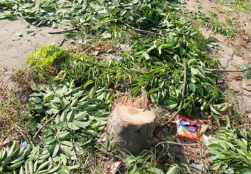 Thêm một cây sưa bị cưa trộm ảnh 1