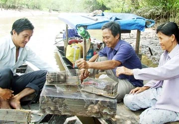 Những câu chuyện xứ dừa - Bài 3: Săn chuột dừa liên tỉnh ảnh 1