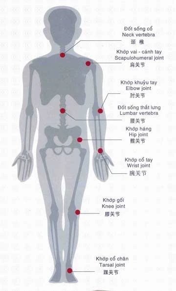 Những khớp trên cơ thể dễ bị tổn thương. Những khớp trên cơ thể dễ bị tổn thương.