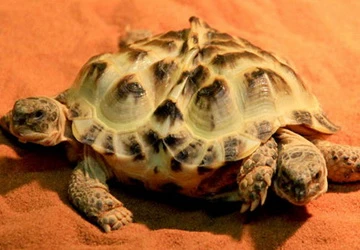 Rùa có hai đầu và sáu chân ảnh 1