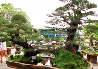 Cây phi lao có giá 1 tỉ đồng ảnh 1