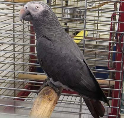 Con vẹt biết chửi thề ảnh 1