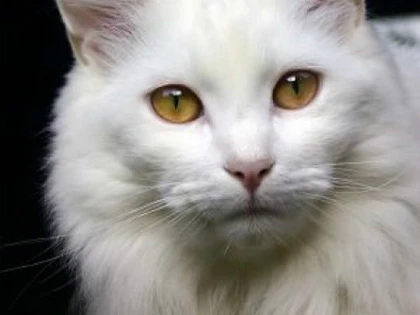 Mèo tiếp tế cho tù nhân ở Brazil ảnh 1