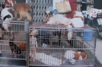 Sài Gòn quý khuyển ảnh 2