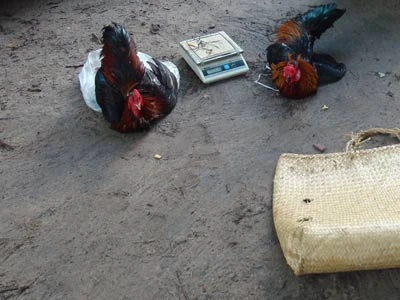 Vui đá gà, "cả nhà" bị bắt ảnh 2