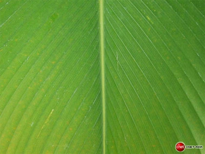 Tự học chụp ảnh - Chế độ Macro ảnh 6