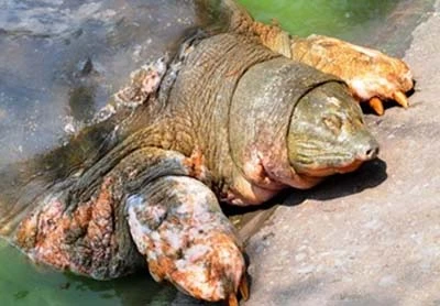 Cụ rùa phơi chân lở loét, chờ ngày nắng ấm để được cứu ảnh 4