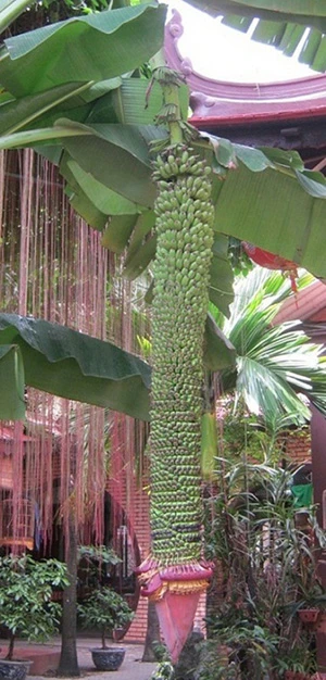 Đổ xô đi xem buồng chuối trổ hơn 200 nải ảnh 3