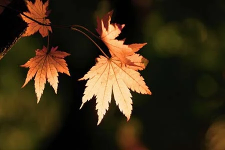 Ánh sáng trong nhiếp ảnh ảnh 1