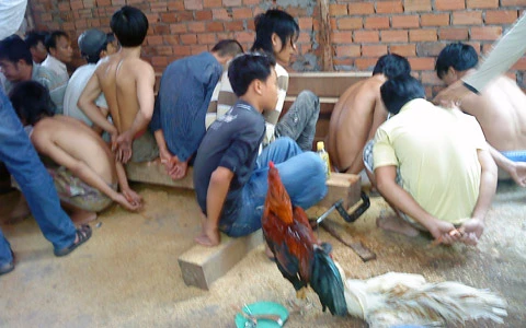 Sới gà của anh em chủ khách sạn ảnh 1