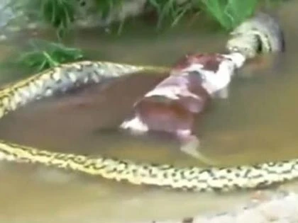 Trăn nuốt rồi nôn ra cả một con bò ảnh 6