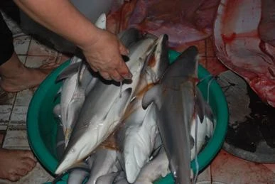 Mổ thịt cá mập 180kg phát hiện bào thai 25 con non ảnh 2