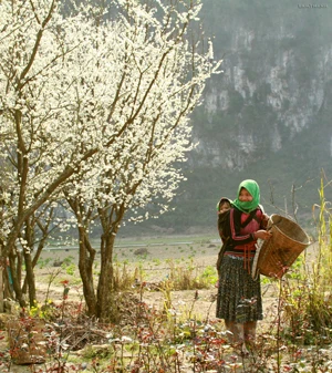 Hà Giang: Những nẻo đường hoa ảnh 7