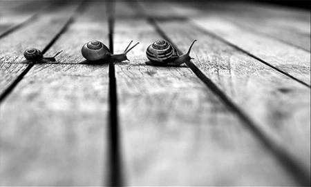 "Qua đường". Ảnh: LowOnLands (Flickr) "Qua đường". Ảnh: LowOnLands (Flickr)