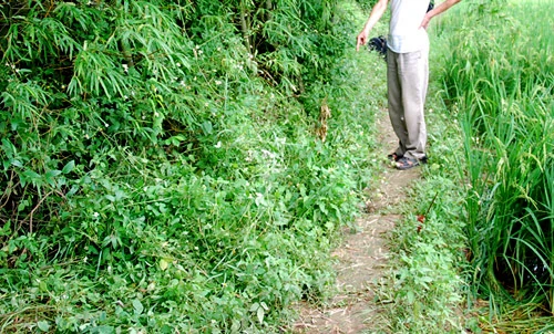 Nghi án nữ chánh án ở Hà Nam bị sát hại ảnh 1