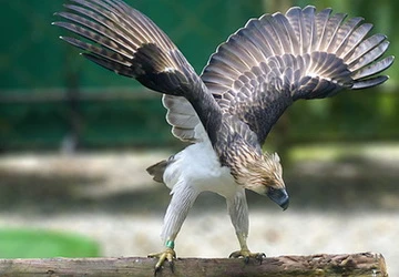 Hầu tòa vì ăn thịt biểu tượng quốc gia ảnh 1