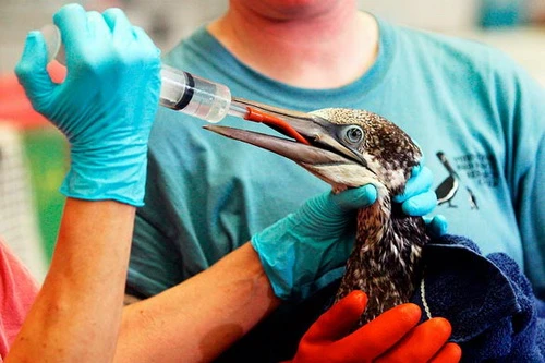 Sinh vật biển khốn đốn với thảm họa dầu loang ảnh 4