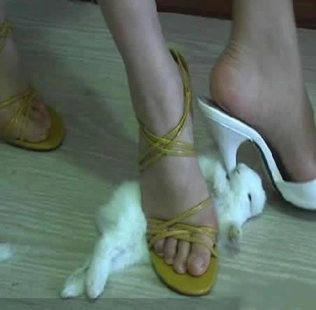 Sốc với cảnh teen girl 'hành xác' thú cưng ảnh 1