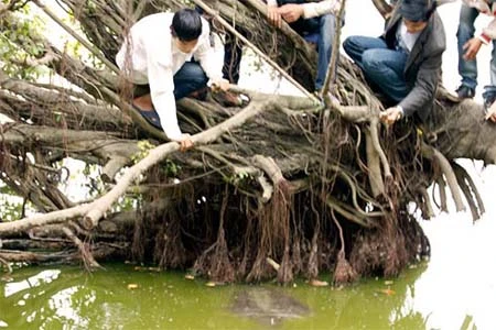 Cận cảnh cụ Rùa nổi trên hồ Gươm ảnh 8 Cận cảnh cụ Rùa nổi trên hồ Gươm ảnh 8