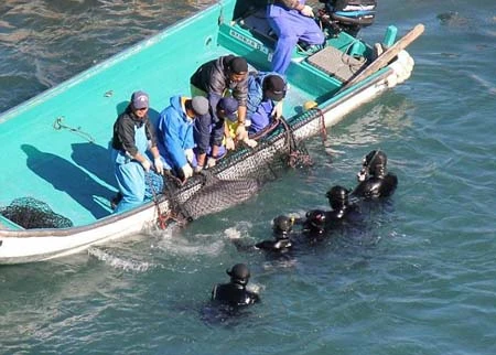 Hãi hùng cảnh cá heo bị xẻ thịt hàng loạt trên biển Nhật Bản ảnh 7