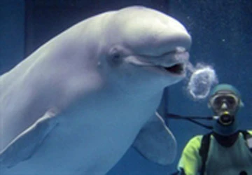 Cá heo cắn chết người ảnh 1