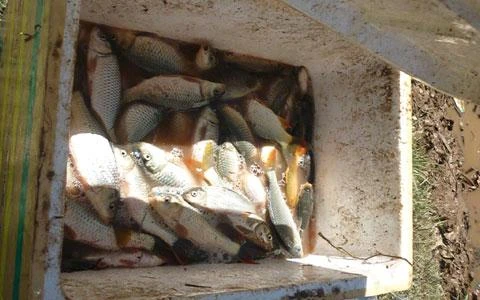 Chùm ảnh: Dân đổ xô ra hồ Xuân Hương bắt cá ảnh 7