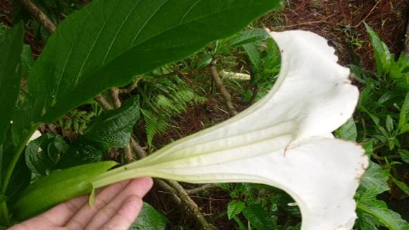 “Hơi thở của quỷ” - loại thuốc thôi miên nguy hiểm nhất thế giới đã có ở Việt Nam? ảnh 1
