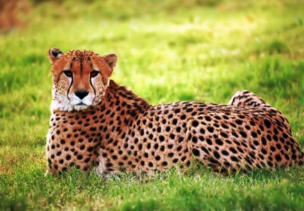 Cứu hộ thành công con báo hoa mai quý hiếm ảnh 1