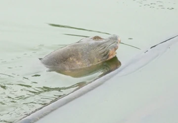 Cụ Rùa nổi 18 ngày liên tục có thể do viêm phổi ảnh 1