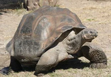 Con rùa nổi tiếng nhất thế giới chết ảnh 1