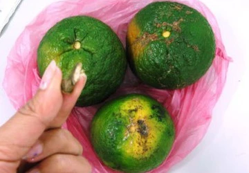 Bóc trần "chiêu hô biến" cam "héo" thành "tươi" ảnh 1